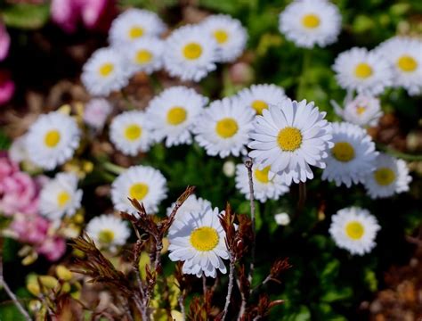 雛菊花|デイジー(雛菊)の花言葉｜花が咲く季節はいつ？種類・色によっ 